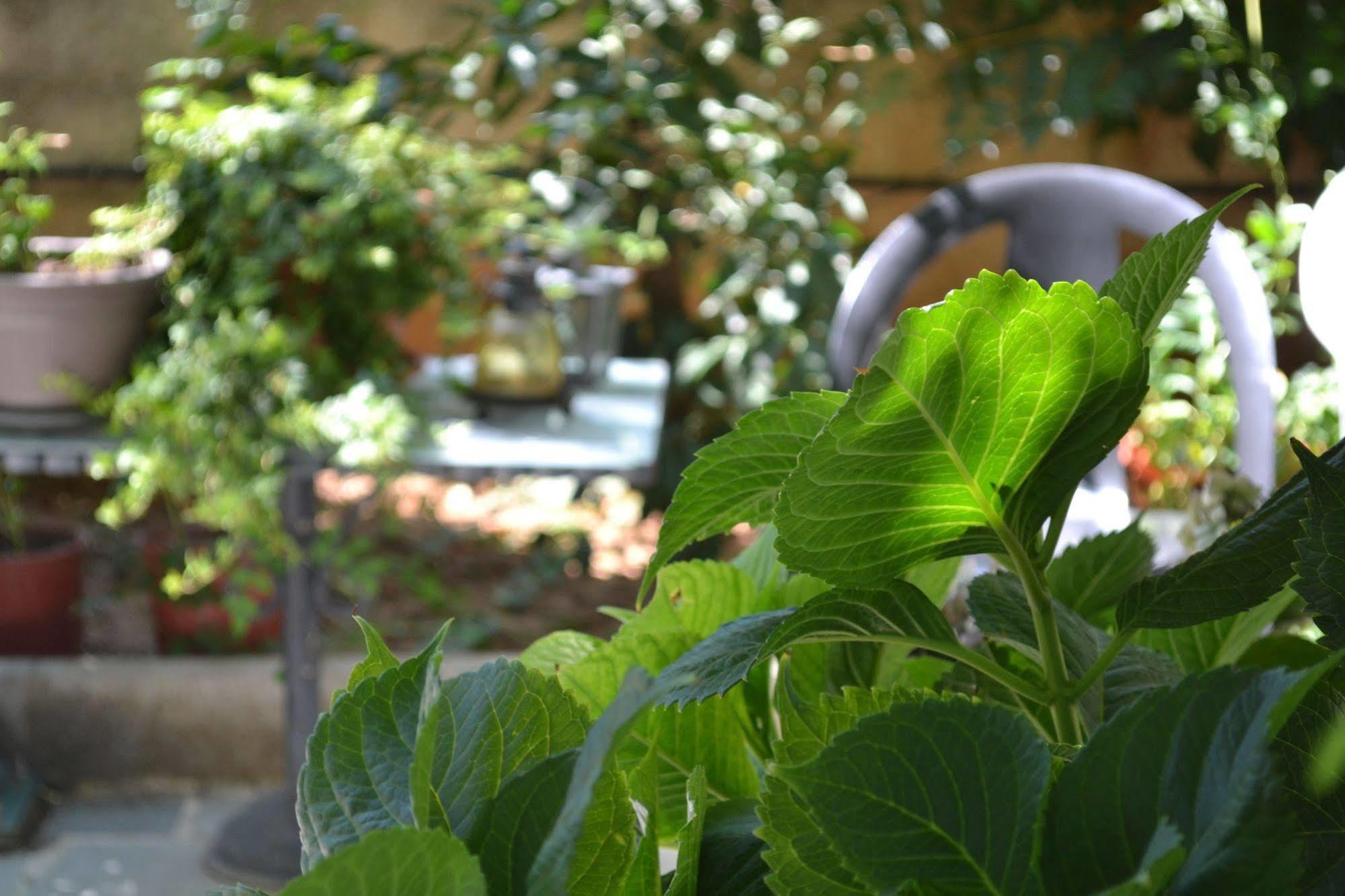 Veggie Garden Athens B&B Exterior photo